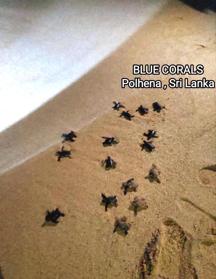 Blue Corals Beach Bungalow Matara Bagian luar foto